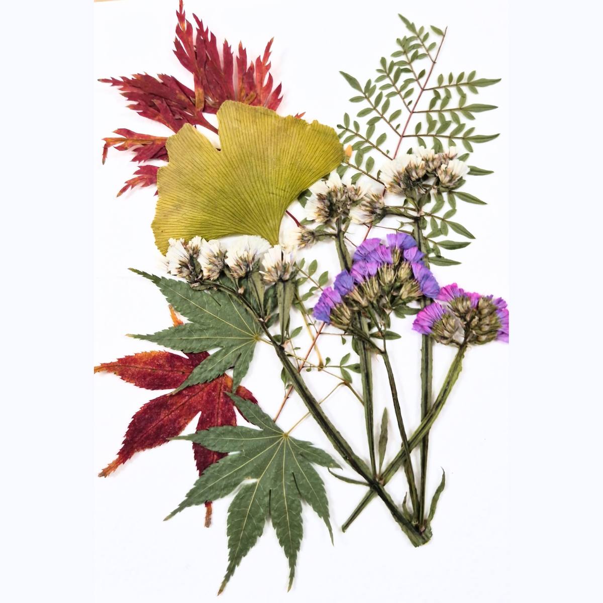 a pressed flowers and botanical
are on white background