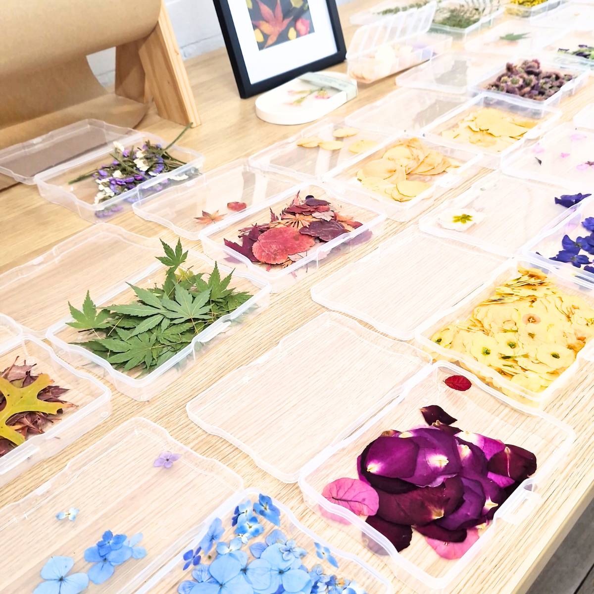 Pressed Flowers Art Workshop Melbourne