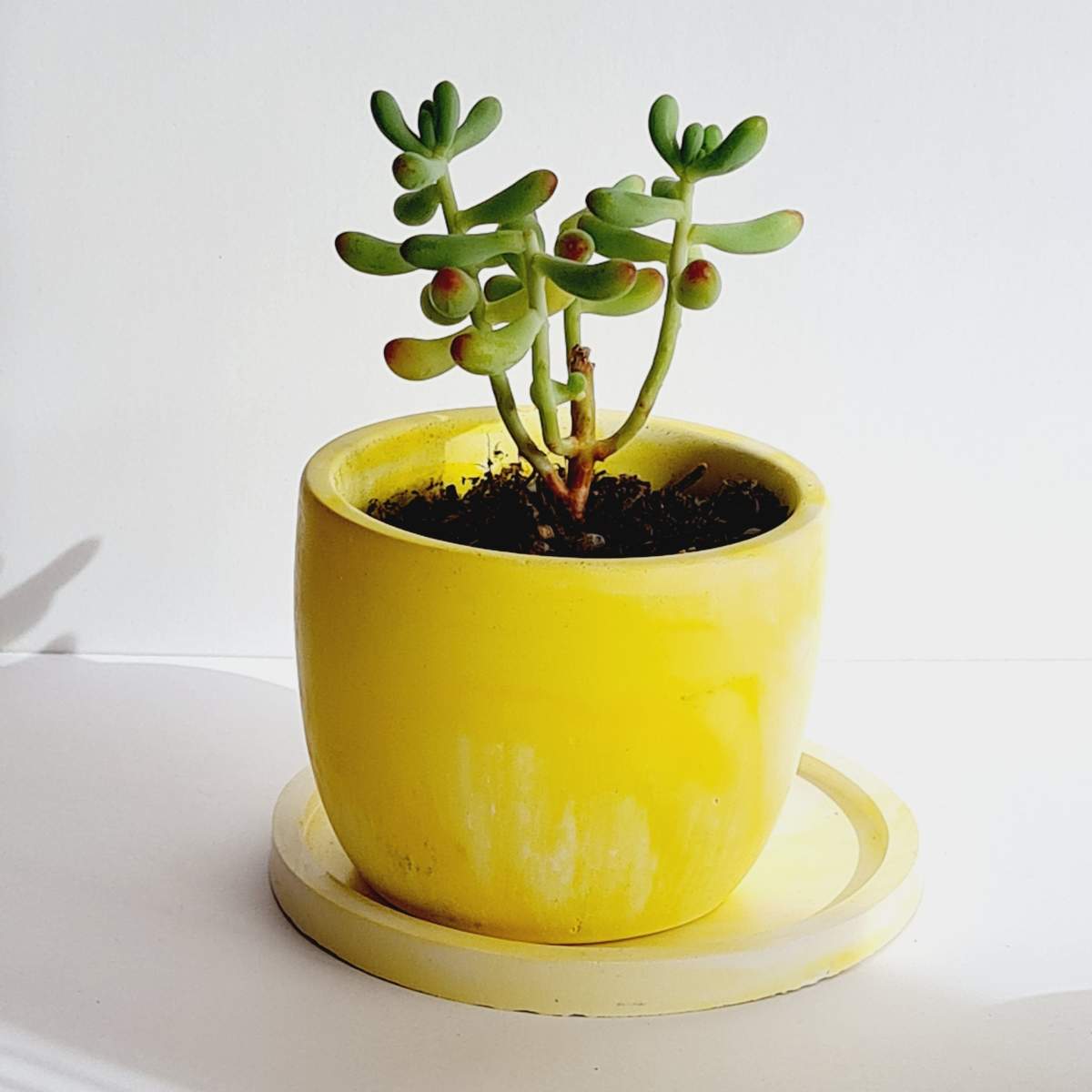 yellow handmade plant pot with saucer for succulents