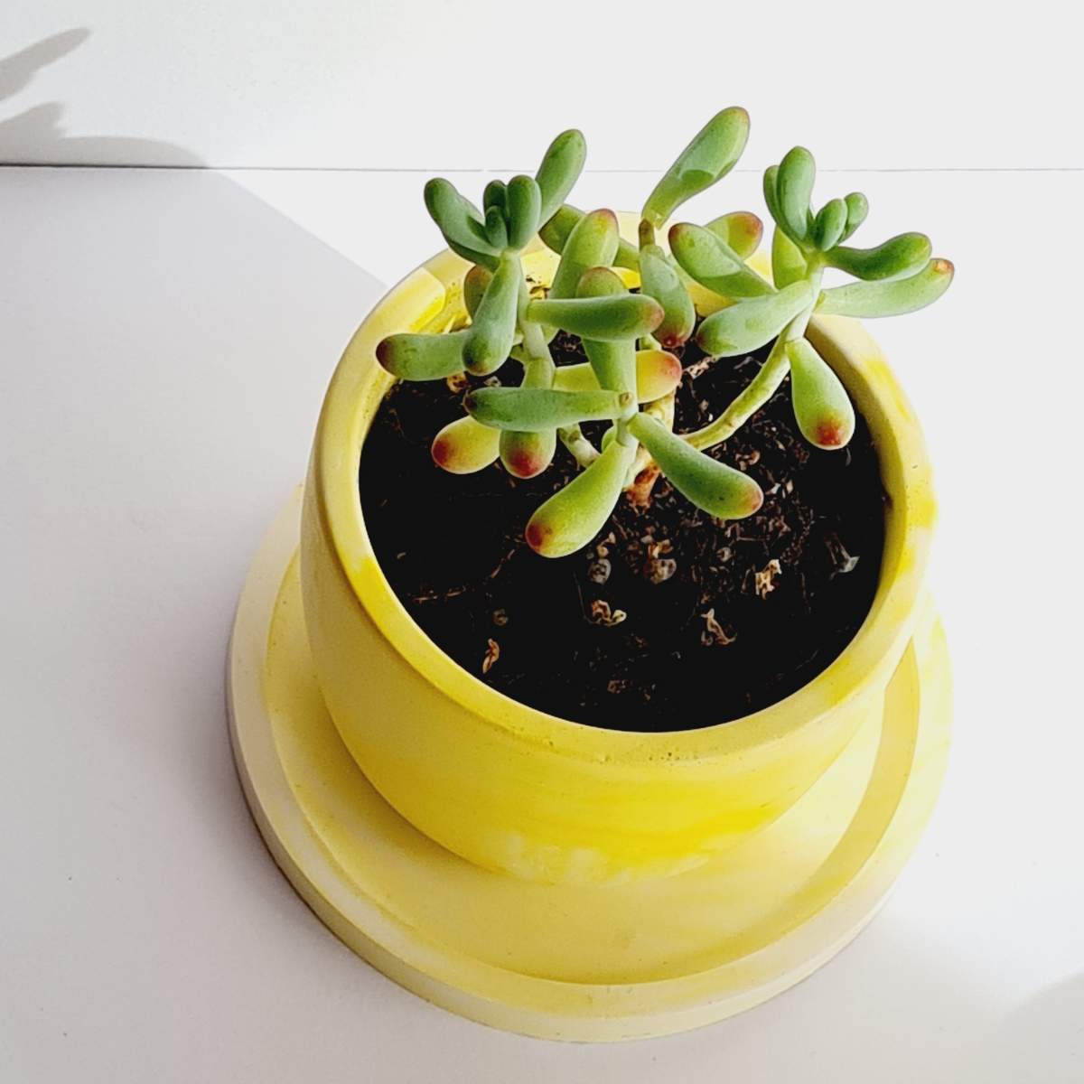 yellow handmade plant pot and saucer for succulents