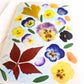 Pansy Collage Art Greeting Card – Blank Inside