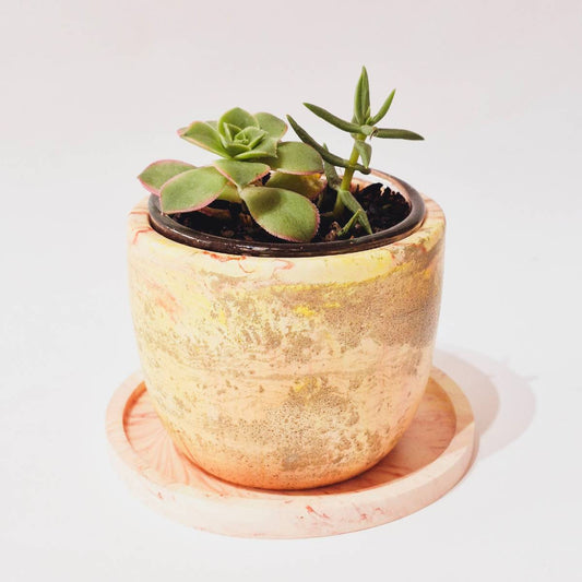 Small Succulent Plant Pot And Saucer | Beige And Gold